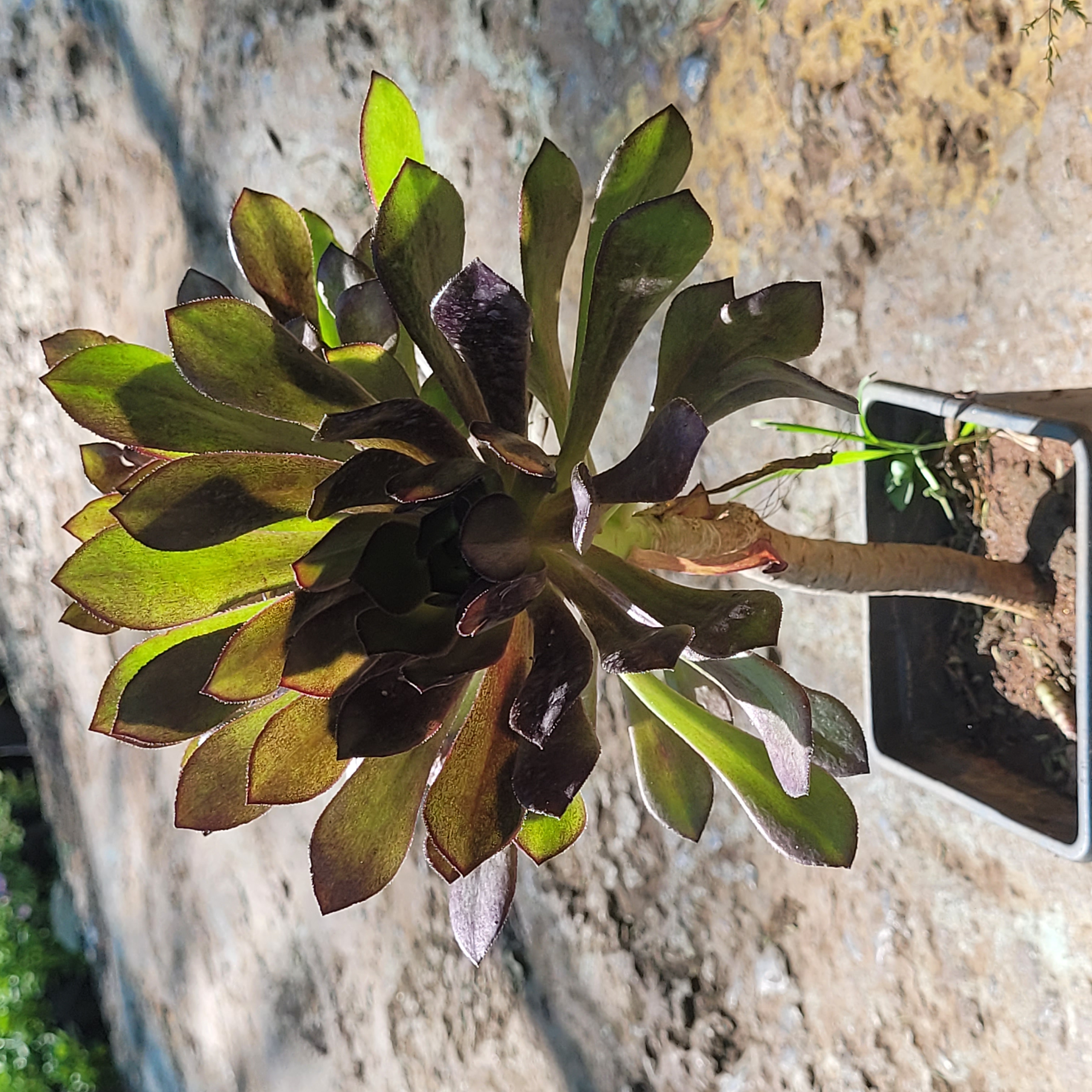 Plante Verte